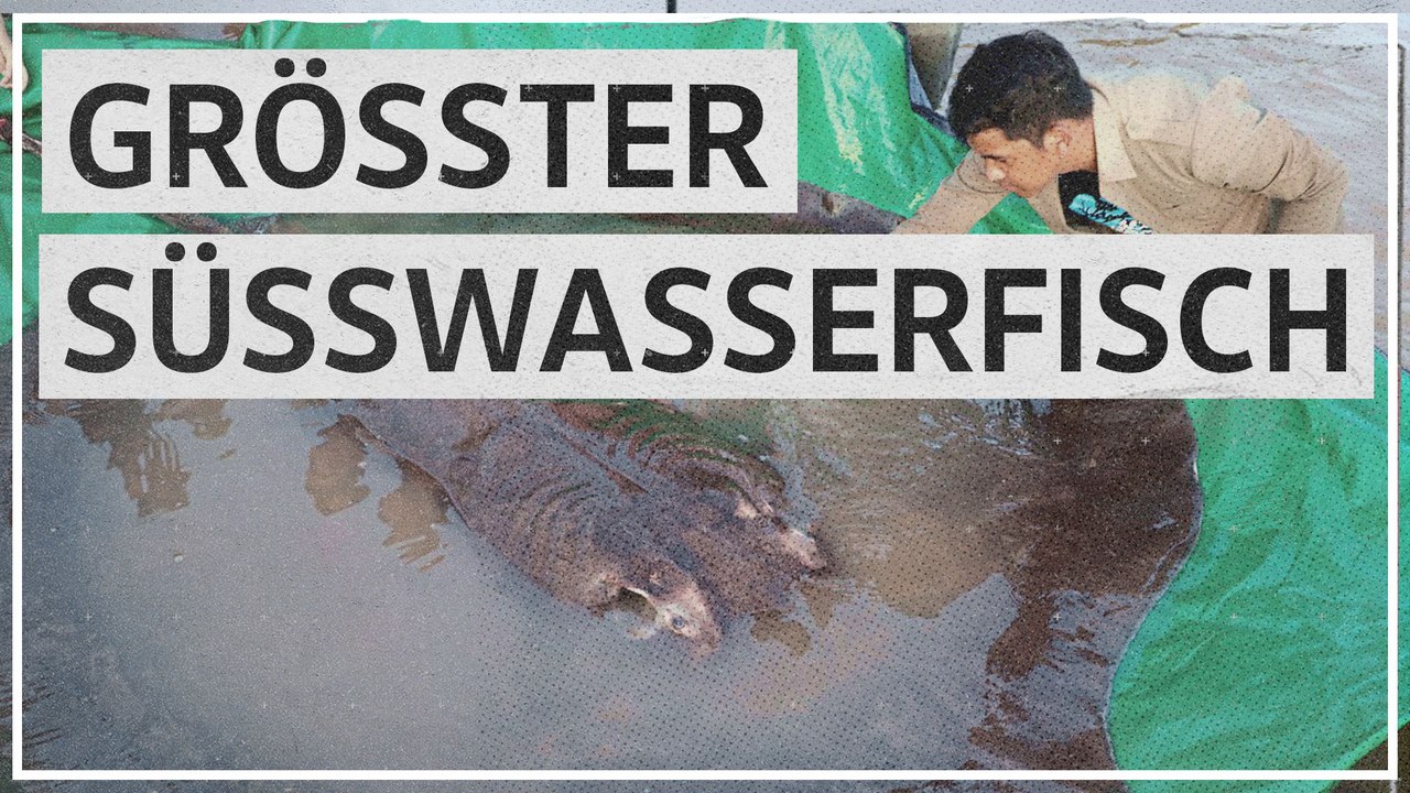 Größter Süßwasserfisch der Welt gefangen