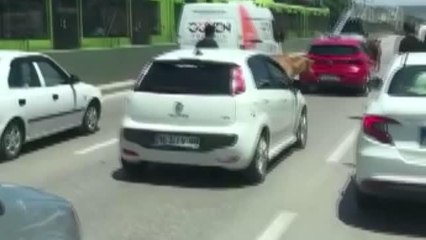 Kaçan boğalar trafiği kilitledi