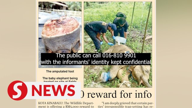 Rescued elephant calf dies after foot amputated