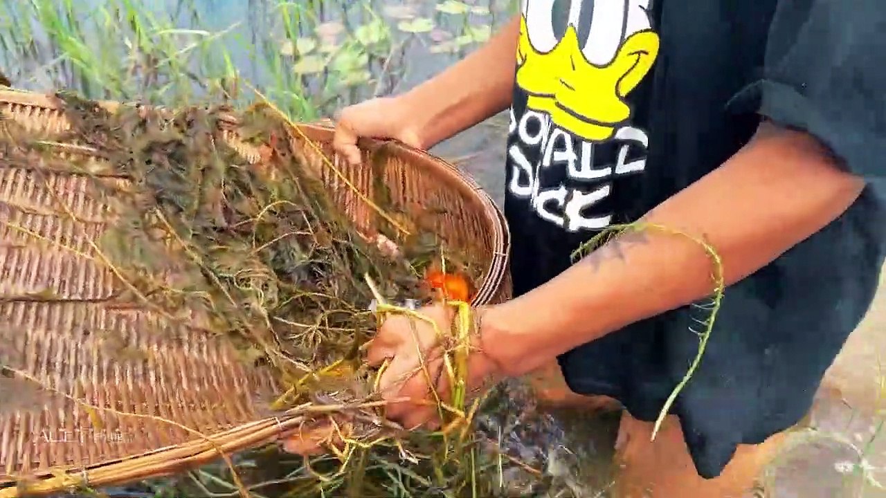 Viral Fishing Beautiful japan koi fish in lake