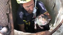 Oria (BR) - Salvato cucciolo di gatto caduto in un pozzo (22.06.22)