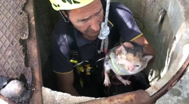 Oria (BR) - Salvato cucciolo di gatto caduto in un pozzo (22.06.22)