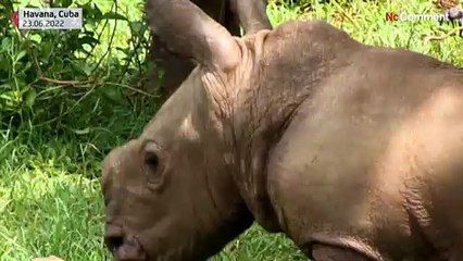 Ale, the new baby white rhino at Cuba's national zoo