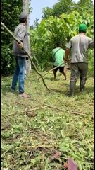 Penangkapan Ular Piton