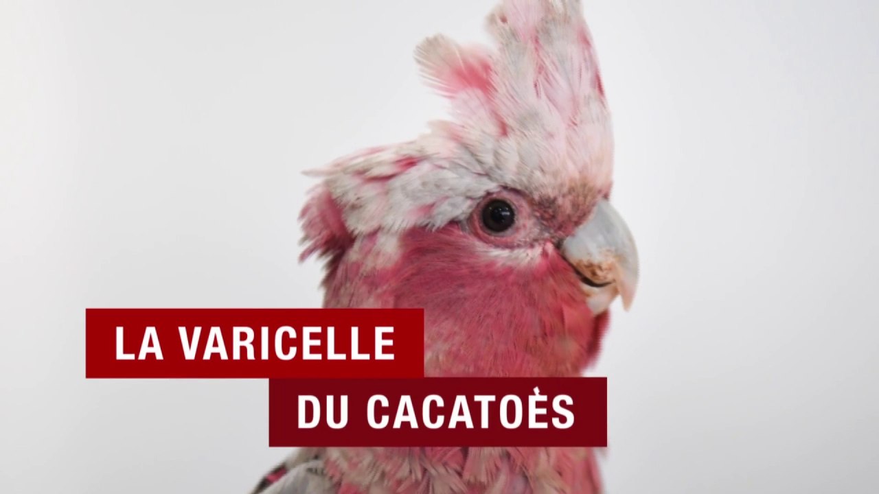 Ça continue - Groland - CANAL+