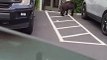 Black Bear Rummages for Snacks in Parking Lot