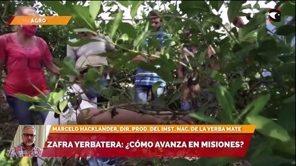Zafra yerbatera ¿Cómo avanza en Misiones?