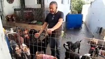 Ativista da causa animal cria vaquinha on-line para construir abrigo para 48 animais