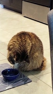 Handsome Maine Coon Cat Drinks From His Paws