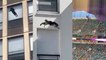 « 9 fois sur 10, ils survivent » : comment les chats résistent aux graves chutes de plusieurs étages