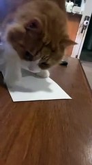Cat Steals Meowing Card