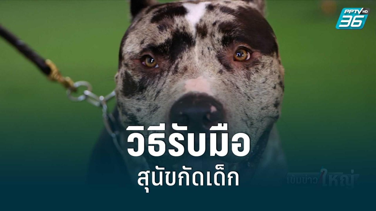 ครูฝึกแนะวิธีรับมือสุนัขกัดเด็ก | เข้มข่าวใหญ่...