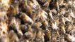 Kent County Council's groundbreaking scheme to stall decline in bee population