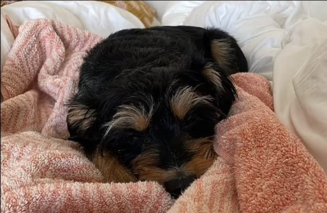 Lili Reinhart's pet pooch returns home after health scare