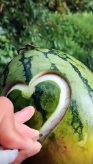 watermelon/ design on water melon/ designing on water melon/ af/ af channel/ green water melon/ water fruit/ fruit