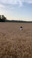 Australian Shepherd Frolics in the Wheat Field