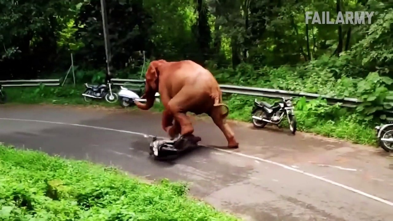 Damn Nature You Scary Pt. 2   Funny Scary Animal Encounters