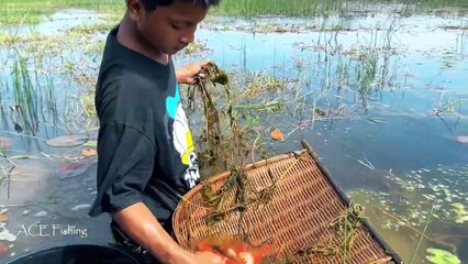 Top Amazing Fishing KOI Fish And Golden Fish In Lake