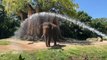 Elefante combate el calor estival de Florida bajo la manguera de los bomberos