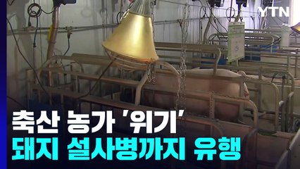 사룟값 폭등에 '돼지 설사병'까지...깊어가는 시름 / YTN