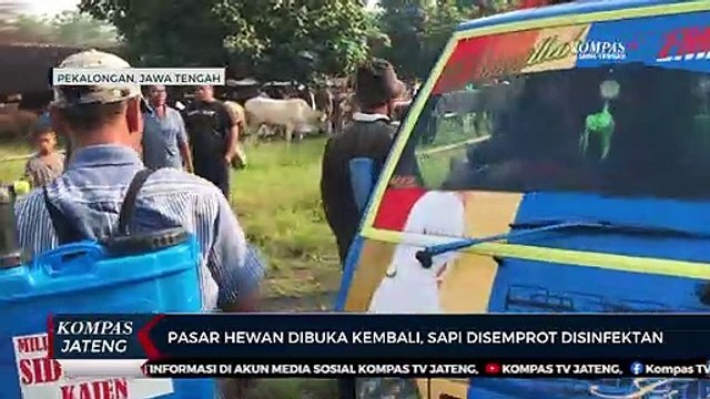 Pasar Hewan Kajen Pekalongan Dibuka Kembali, Sapi Disemprot Disinfektan