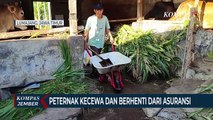 Peternak Kecewa Asuransi Sapi Mati Karena PMK Tak Bisa Cair