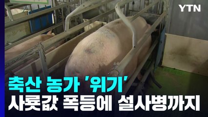 사룟값 폭등에 '돼지 설사병'까지...깊어가는 시름 / YTN