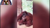 orangutan puffing on a cigarette at a Vietnam zoo