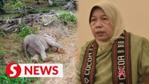 Elephant deaths: Plantation Ministry to discuss solutions with Sabah Wildlife Dept