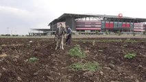 (DİYARBAKIR-ÖZEL)Diyarbakırlı çiftçi kara sabandan vazgeçemiyor