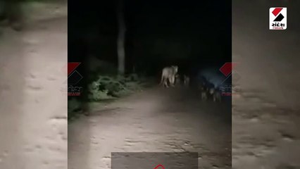 6 જેટલા સિંહબાળોનો સિંહણ સાથેનો વીડિયો વાયરલ