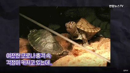 [PICK] 원숭이두창 vs 코로나19, 다른 점과 같은 점은?