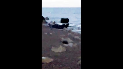 Around 50 seals spotted on Fairlight Beach in Sussex