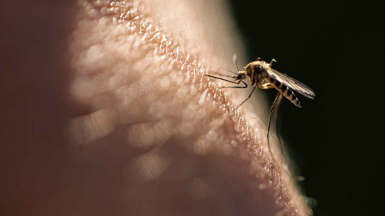 3 Hausmittel gegen Mücken: Die wirken am besten!