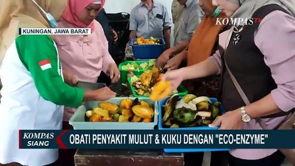 Download Video: Terbuat Dari Kulit Buah & Sayuran, 'Eco-Enzyme' Organik Ini Dukung Progres Kesembuhan PMK Ternak!