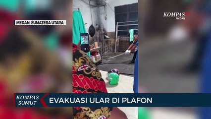 Detik-detik Ular Petugas Damkar Medan Tangkap Ular Sanca 4 Meter