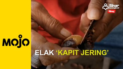 Rebus tiga hari elak 'kapit jering'