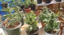 Monte Urano (FM) - Coltiva marijuana nel giardino di casa: arrestato 50enne (23.06.22)