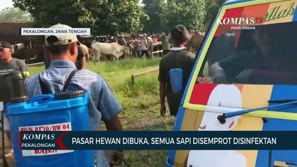 Pasar Hewan Dibuka, Semua Sapi Disemprot Disinfektan
