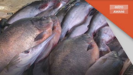 Bekalan Ikan | Bekalan masih cukup untuk tampung keperluan pengguna