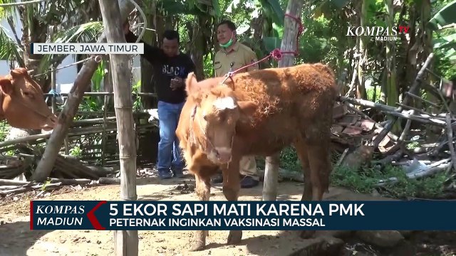 Wabah PMK Merebak, Harga Daging Sapi Turun Sejumlah Pedagang Tutup