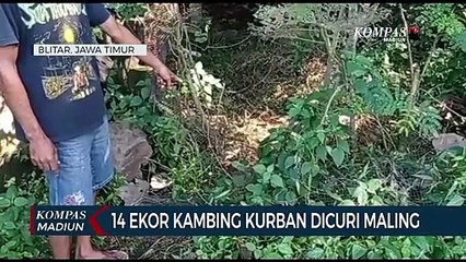 14 Ekor Kambing Kurban Dicuri Maling