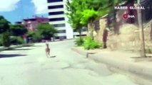 Nesli koruma altında olan dağ keçisi, şehir merkezinde araçla yarıştı
