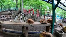 Zao Fox Village