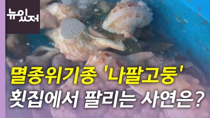 [뉴있저] 횟집에서 팔리는 멸종위기 나팔고둥...적극적 홍보 '절실' / YTN