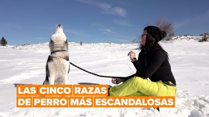 Estas son las cinco razas de perro que más ruido hacen al ladrar