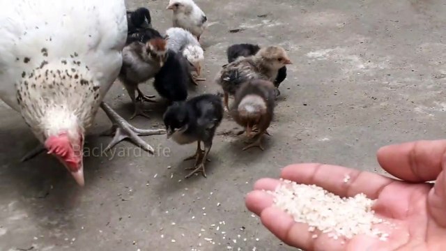 ASMR Backyard chickens feeding guide | Backyard chickens for beginners