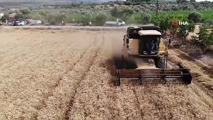 Dünyanın peşinde koştuğu buğdayda hasat devam ediyor