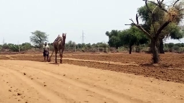 VIDEO: राजस्थान में प्री मानसून की बारिश थमते ही खेतों में बढी हलचल