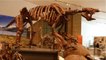 Histoire : le fossile d'un paresseux géant vieux de 12 000 ans retrouvé en Guyane